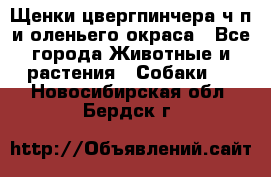 Щенки цвергпинчера ч/п и оленьего окраса - Все города Животные и растения » Собаки   . Новосибирская обл.,Бердск г.